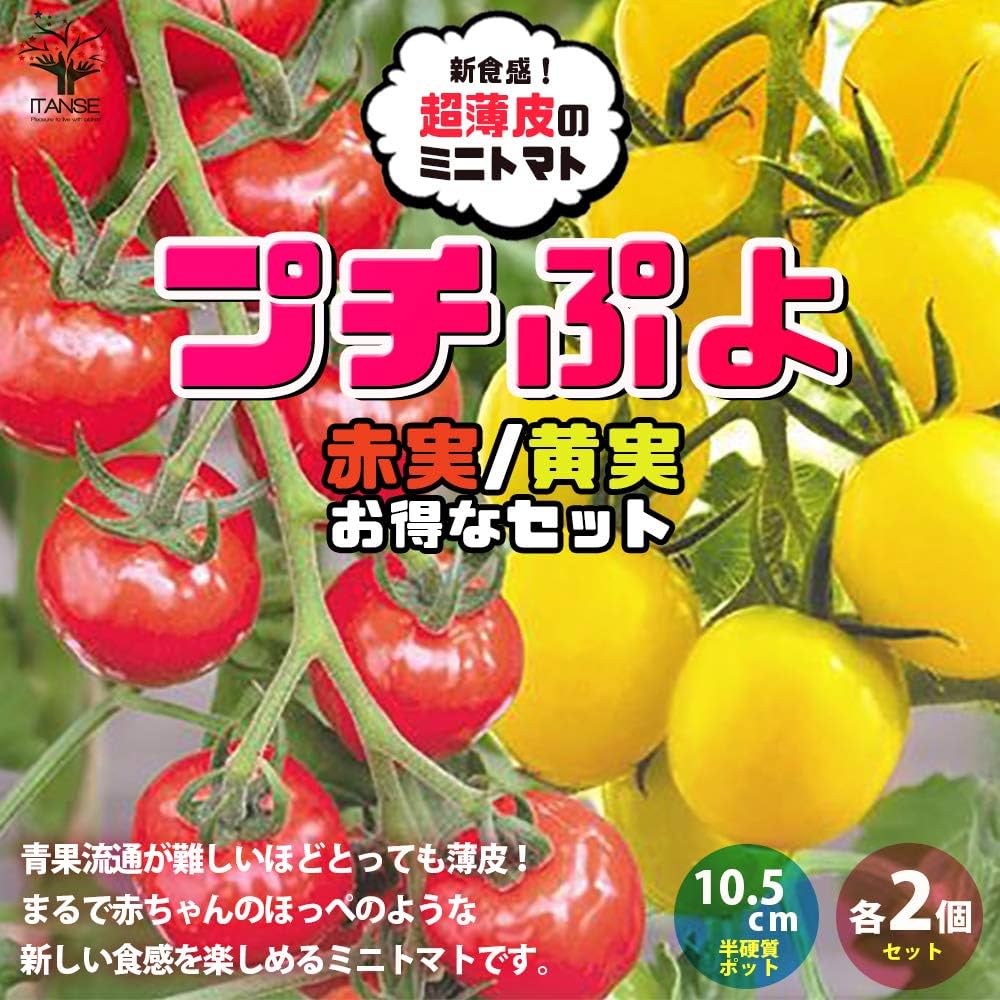 Amazon.co.jp: ITANSE プチぷよ ミニトマト苗 赤＆黄色 2